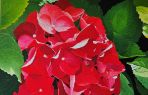 Hortensia Roja
